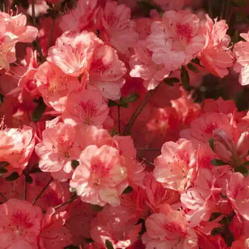 Azalea japanese evergreen - azalea,