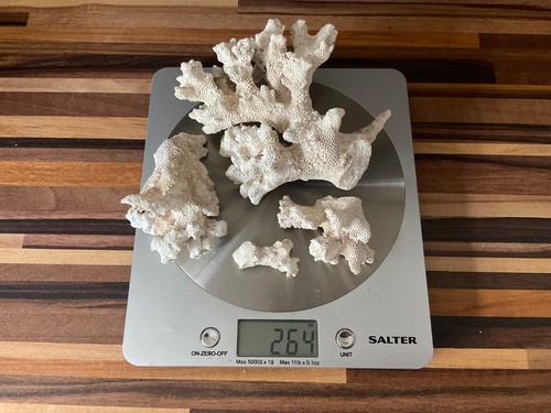 Dry reef coral for marine - reef,
