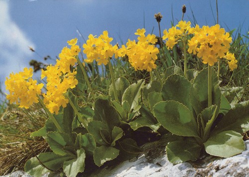 Postcard aurkel primula - postcard,