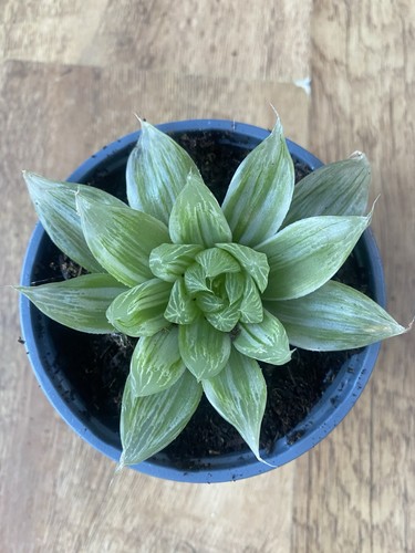 Haworthia cymbiformis