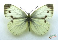 Green Veined White British butterfly Pieris napi SET x1 FM A1 #j01