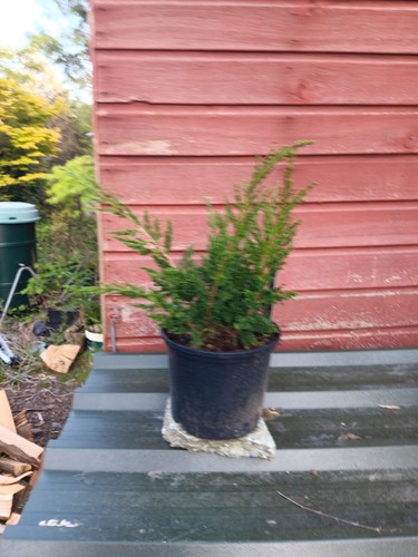 Juniper chinensis blaauw - juniper,