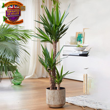 Yucca Elephantipes Large