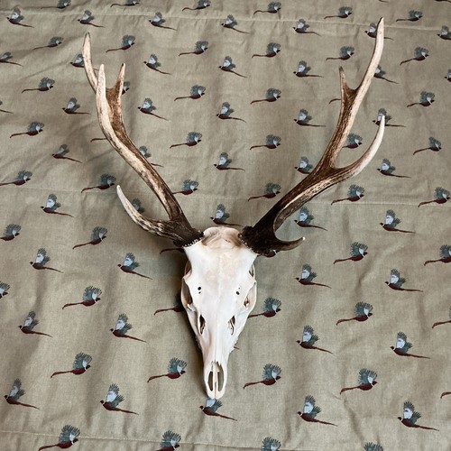 Point sika stag head - sika,