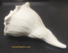 HINDU RELIGIOUS LARGE RIGHT HAND DAKSHINAVARTI SHANKH LAKSHMI CONCH INDIA POOJA