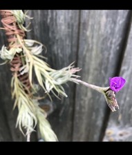 Tillandsia kirschnekii large - tillandsia,