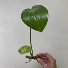 A Monstera Deliciosa Rooted