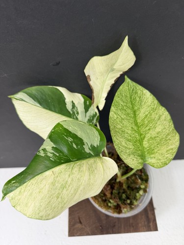 Monstera mint noid - mint,