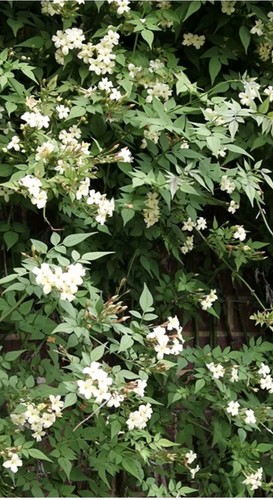 Jasmine officinale 11cm pot - jasmine,