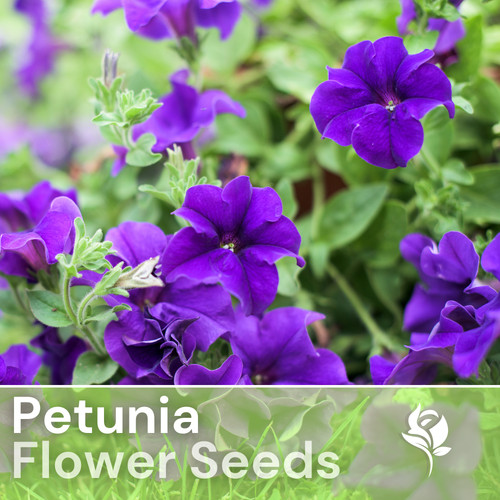 1000 alderman blue petunia - alderman,