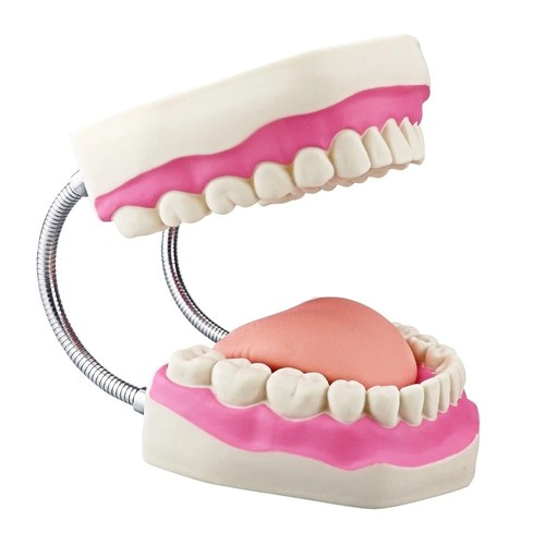 Giant dental teeth model - teeth, 6x