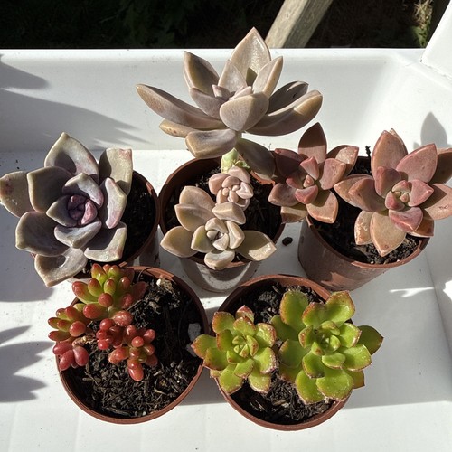 Mixed succulent plants - mixed, plants.
