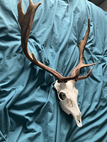 Nice fallow deer - nice, taxidermy