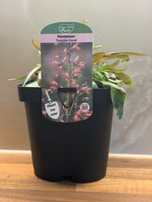 Penstemon Twizzle Coral 2L