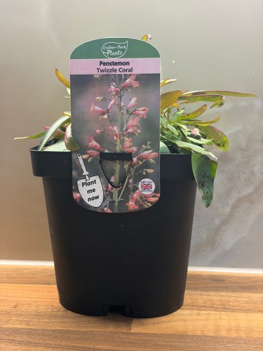 Penstemon twizzle coral - twizzle,