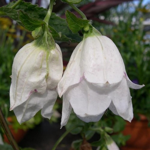 Campanula punctata wedding - punctata, ‘wedding