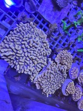 Kung Poa Montipora 30mm Frag Plug