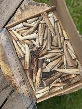500g SMALL/ 40PCS - RED DEER ANTLERS TIPS.ARTS/CRAFT/TAXIDERMY ~2-6 cm