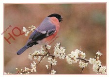 Picture Postcard: Bullfinch [J