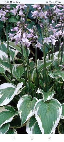 Hosta antioch 10cm divided - antioch,,