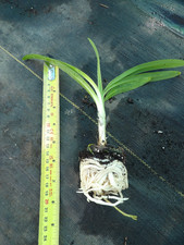 Agapanthus Queen Mother