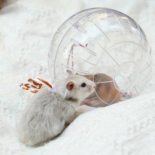 Clear hamster ball - clear, and