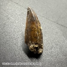 Genuine raptor dinosaur tooth (deltadromeus agilis) fossil specimen from morocco