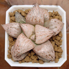 6CM Succulent Plant Haworthia