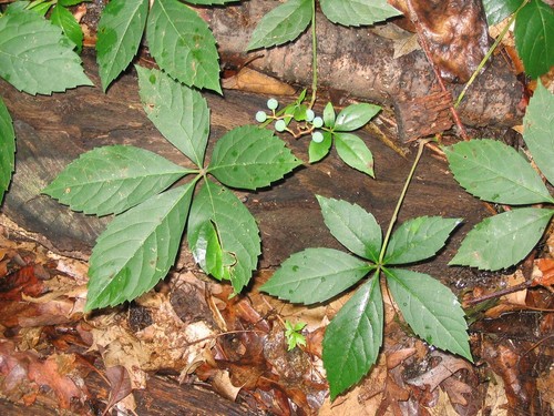Virginia creeper vine - 4x,