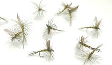 Dark Olive Classic Winged