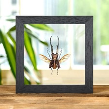 Taxidermy Stag Beetle with Wings Spread in Box Frame (Cyclommatus metallifer fin