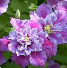 Clematis Piilu in 1 ltr  Pot -
