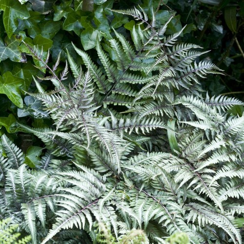 Japanese painted fern - painted,