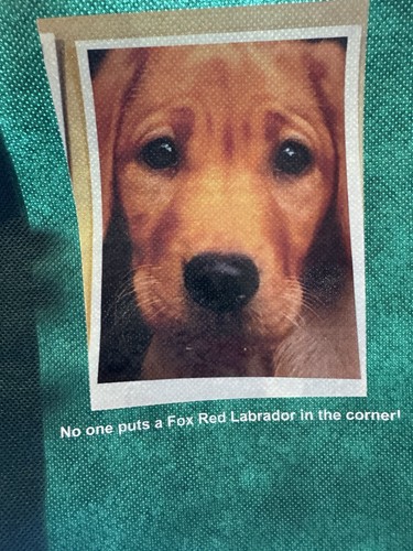 Fox red labrador - fox, small