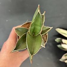 Sansevieria Samurai Rare