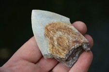 BEAUTIFUL, GENUINE MEGALODON