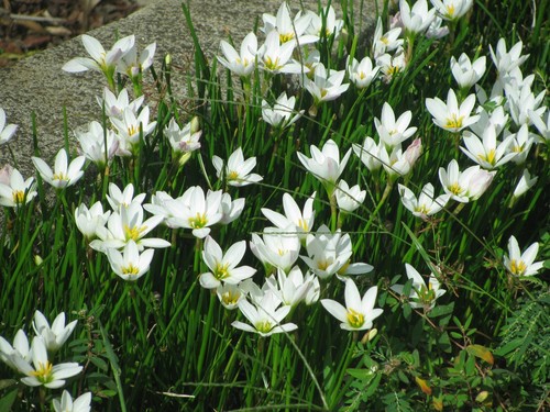White rain lily zephrantes - white,