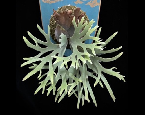 Platycerium willinckii - platycerium,