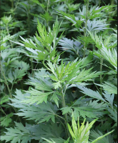 Common mugwort 300 seeds - 300, –