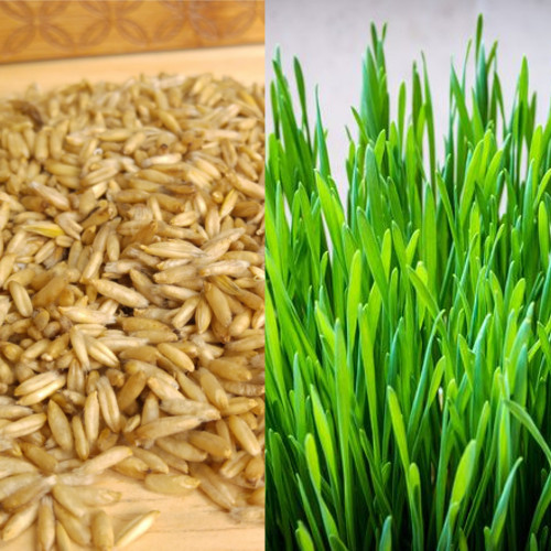 Organic sweet oat grass - organic, seeds
