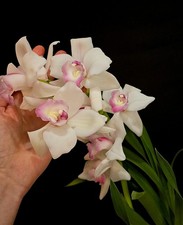 Cymbidium Pink Lip. Large