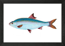 Roach Cyprinus Rutilus Framed