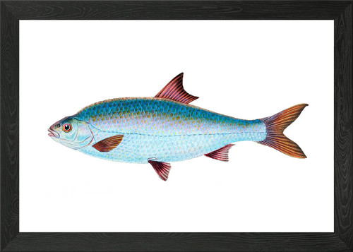 Roach cyprinus rutilus framed - cyprinus,