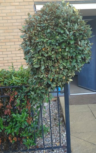 Mature standard bay tree 180cm - bay,