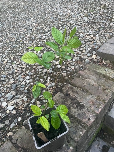 Beech tree fagus sylvatica - tree,