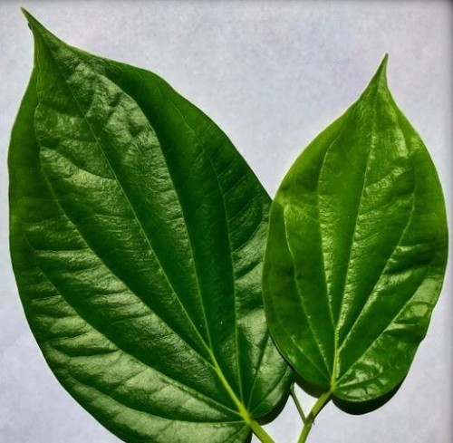 Fresh betel leaf leaves - betel,