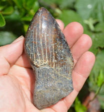 AMAZING VALUE, GENUINE