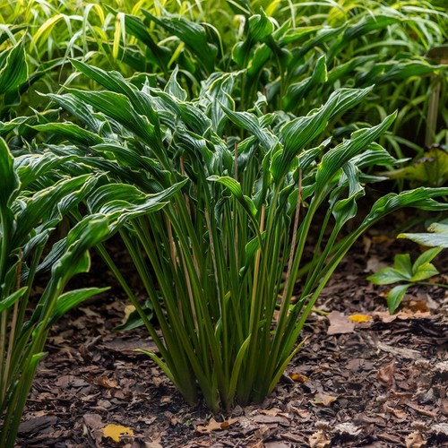 Hosta praying hands 9cm - hosta, |