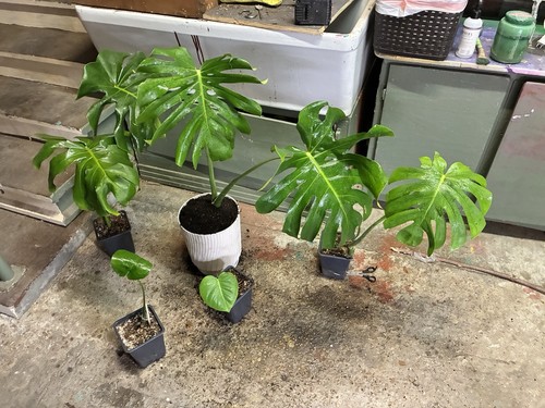 Swiss cheese plant - swiss, (monstera