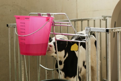 Calf pink single teat - calf,